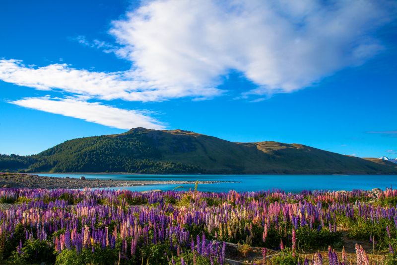 Visite a Nova Zelândia na primavera