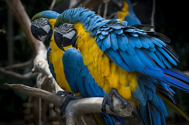 Foz do Iguaçu: Parque das Aves inaugura Sala de Filhotes