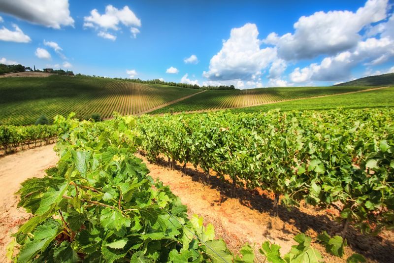 A região da Toscana, na Itália, atrai fãs de vinho do mundo inteiro. Em meio a tantas vinícolas, fica até difícil escolher qual rótulo ou paisagem é melhor. Um dos destaques é a comuna de Montalcino, que dá nome ao saboroso e conceituado Brunello di Montalcino. Confira um roteiro de cinco dias pela Toscana: https://goo.gl/PRWme1 | <a href="https://visualhunt.com/author/7bfee2">WanderingtheWorld (www.ChrisFord.com)</a> on <a href="https://visualhunt.com/re/4fd865">VisualHunt.com</a> / <a href="http://creativecommons.org/licenses/by-nc/2.0/"> CC BY-NC</a> 