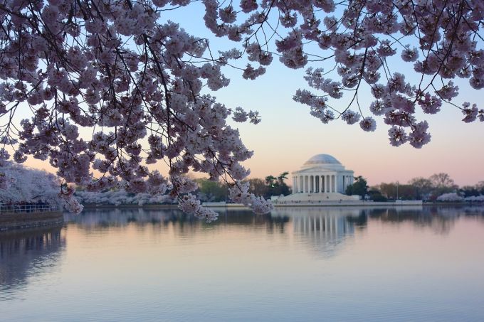 Árvores cerejeiras em Washington, Estados Unidos