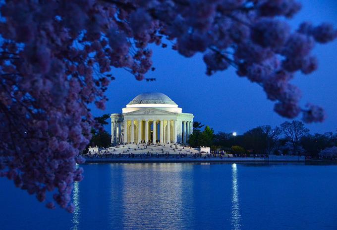Árvores cerejeiras em Washington, Estados Unidos