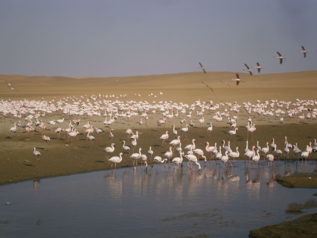 Flamingos e pelicanos | Divulgação 