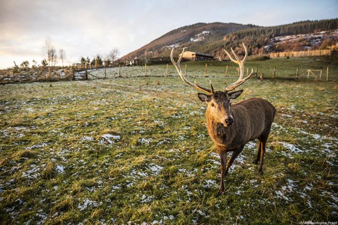 wild deer in near Aberfeldy in the Scottish Highlands.