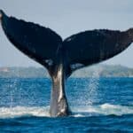 Temporada de baleias em São Sebastião começa em maio